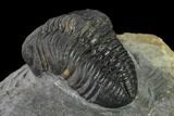 Austerops Trilobite - Nice Eye Facets #137559-3